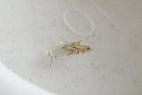 Phyllonorycter harrisella
