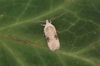 Agonopterix alstroemeriana