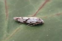 Stenolechia gemmella
