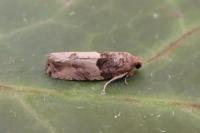 Gypsonoma aceriana