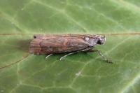 Pempelia palumbella
