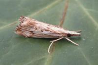 Catoptria falsella
