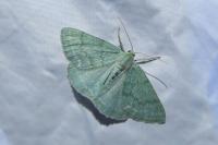 Pseudoterpna pruinata
