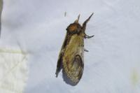 Notodonta ziczac