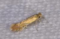 Phyllonorycter quercifoliella