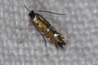 Phyllonorycter lautella