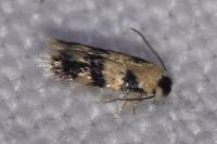 Etainia decentella