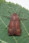 Agrotis trux