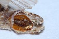 Acronicta tridens