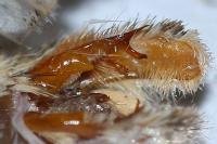 Acronicta tridens