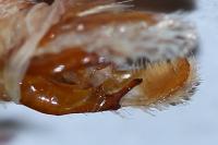 Acronicta psi