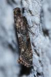 Acrolepiopsis assectella