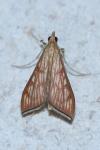 Antigastra catalaunalis