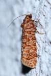 Lozotaeniodes formosana