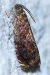Grapholita janthinana