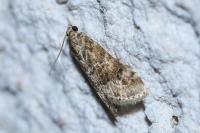Hellula undalis