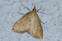Anania crocealis