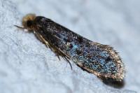 Monopis laevigella