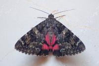 Catocala coniuncta