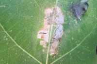 Choreutis nemorana