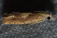 Eucosma conterminana