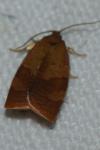 Cacoecimorpha pronubana