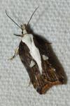 Acleris cristana