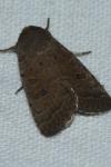 Hoplodrina octogenaria