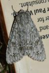 Acronicta aceris