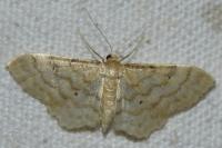 Idaea fuscovenosa