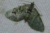 Chloroclystis v-ata