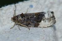 Hedya nubiferana
