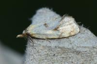 Agapeta hamana