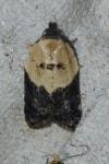 Acleris variegana