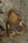 Acleris holmiana
