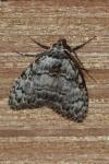 Meganola strigula