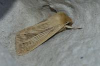 Mythimna impura