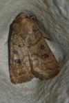 Hoplodrina octogenaria