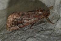 Cosmia pyralina