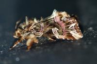 Callopistria juventina