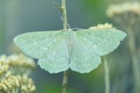 Geometra papilionaria