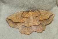 Epione repandaria