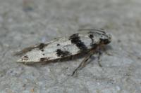 Pseudotelphusa scalella