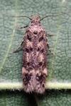 Bryotropha