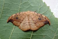 Drepana falcataria