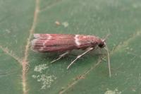 Cryptoblabes bistriga