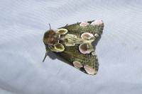 Thyatira batis