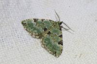 Colostygia pectinataria