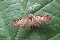 Eupithecia virgaureata