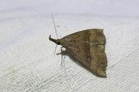 Hypena proboscidalis